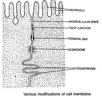1124_modifications of cell membrane.png